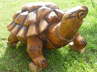 Schildkröte 03